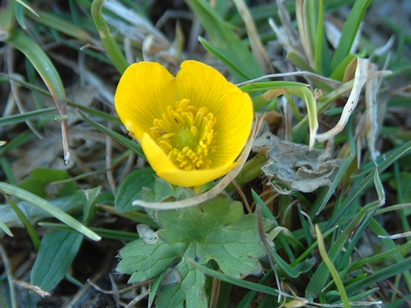 Piccolo ranuncolo? - Ranunculus cfr. apenninus